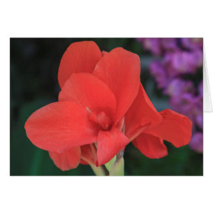 Cartão Flor encontrada nos jardins do D. Carlos I