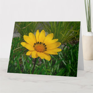 Cartão Flor Gazania