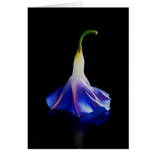 Cartão Flor Glória Morning 2 (Frente)