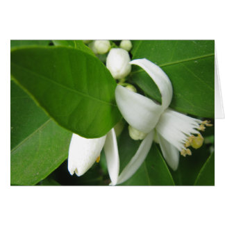 Cartão Flor Laranja