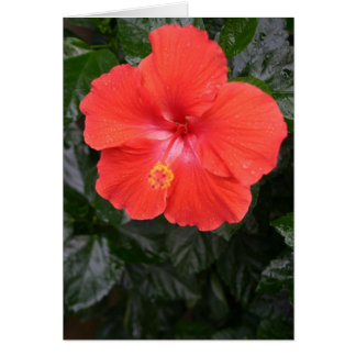 Cartão Flor Laranja Hibiscus
