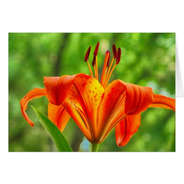 Cartão Flor Laranja Lily (Frente Horizontal)