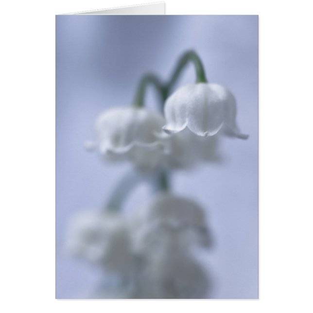 Cartão Flor Lily Do Vale (Frente)