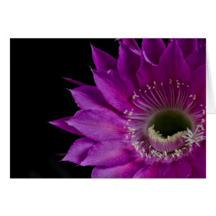 Cartão Flor Maria Piazza Cactus em floração