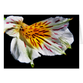 Cartão "flor misteriosa" de Larry Coressel