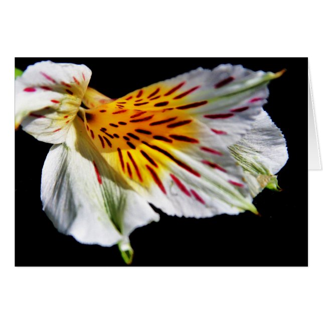 Cartão "flor misteriosa" de Larry Coressel (Frente Horizontal)