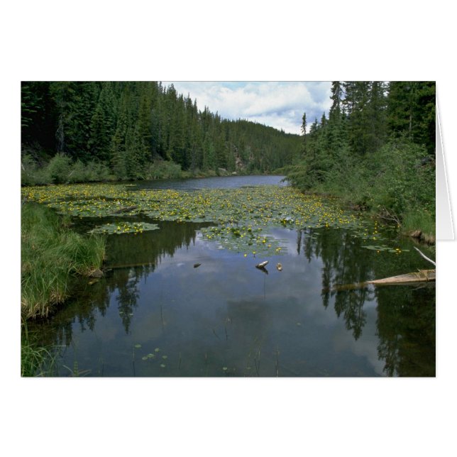 Cartão Flor na água (Frente Horizontal)