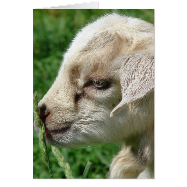 Cartão Flor no Goat Kid (Frente)