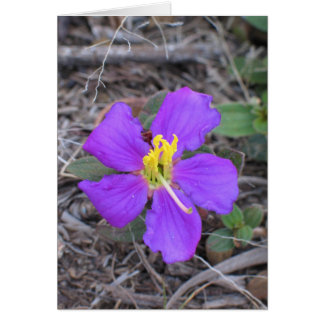 Cartão Flor no Sri Lanka