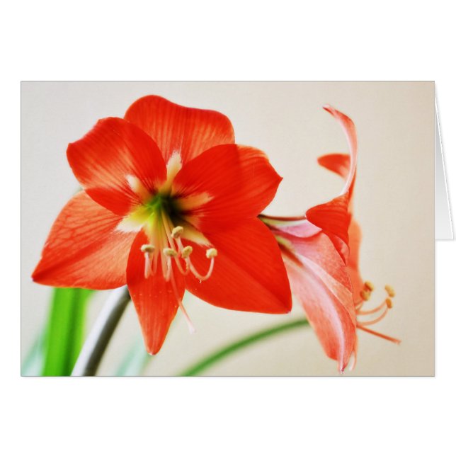 Cartão Flor Red Amaryllis (Frente Horizontal)