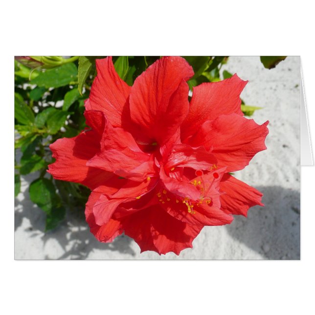 Cartão Flor Red Double Hibiscus (Frente Horizontal)