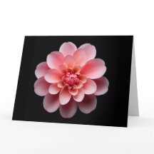 Flor rosa