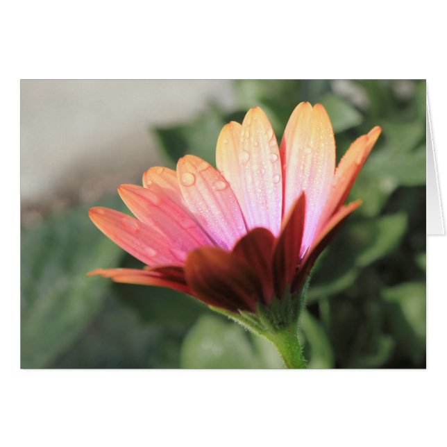 Cartão Flor rosa (Frente horizontal)