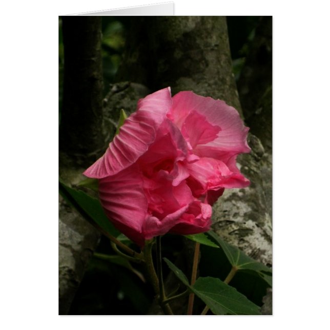Cartão Flor rosa com vento vazio (Frente)