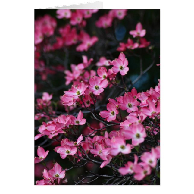 Cartão Flor rosa da Árvore de Dogwood (Frente)