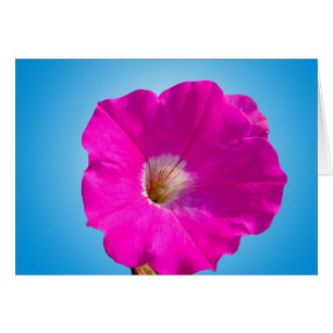 Cartão flor rosa de petúnia em azul.