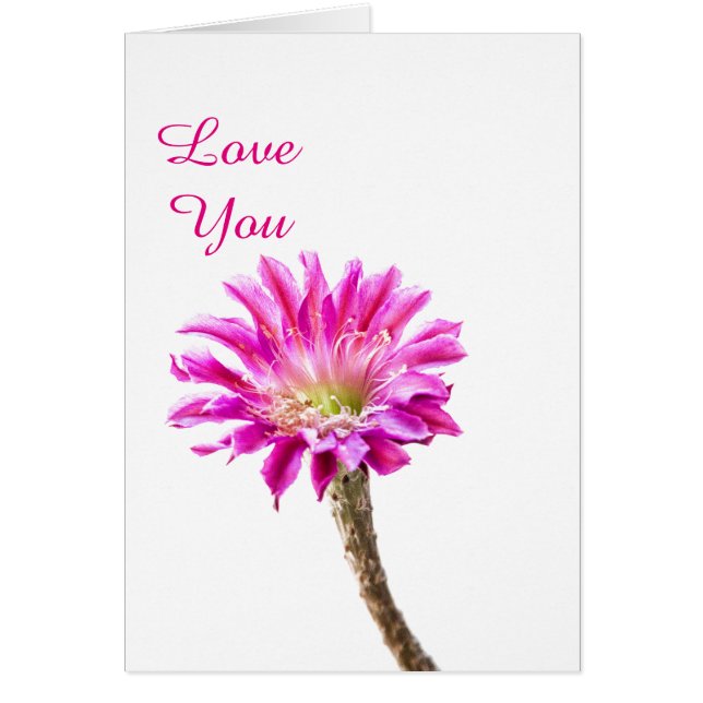 Cartão Flor rosa do cacto Piazza em flor (Frente)