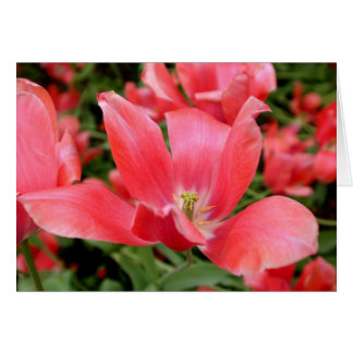 Cartão Flor rosa em Tivoli, Dinamarca