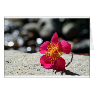 Cartão Flor Rosa Misteriosa