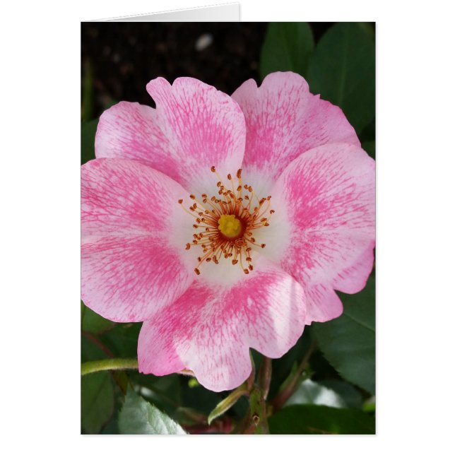 Cartão flor rosa na sombra (Frente)