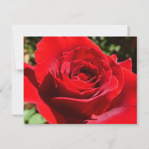 Cartão Flor Rosa vermelha brilhante Flor