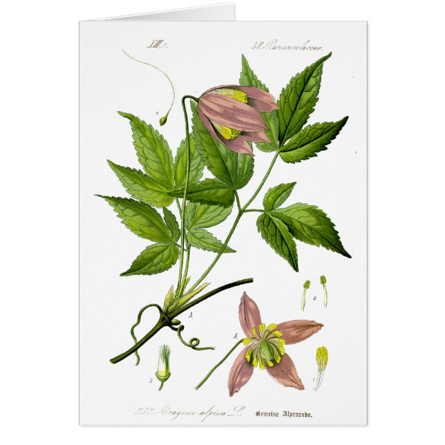 Cartão Flor Rosa Vintage (Frente)