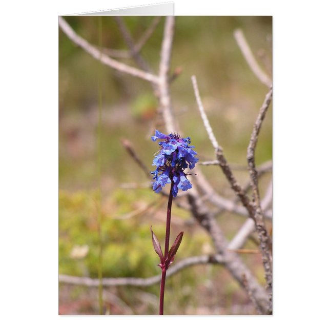 Cartão flor roxa (Frente)