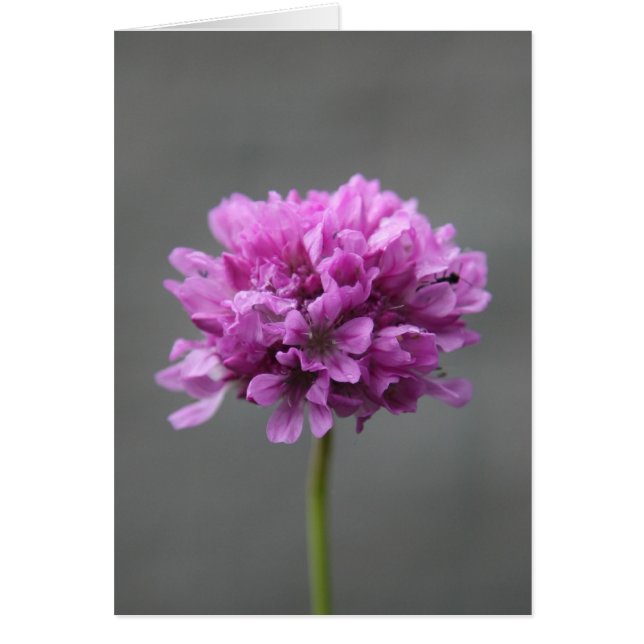 Cartão flor roxa com formiga (Frente)