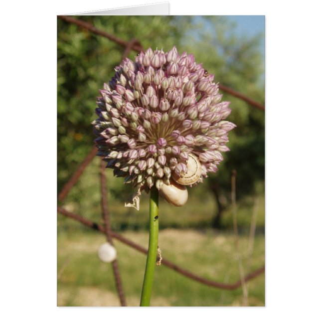 Cartão Flor roxa redonda (Frente)