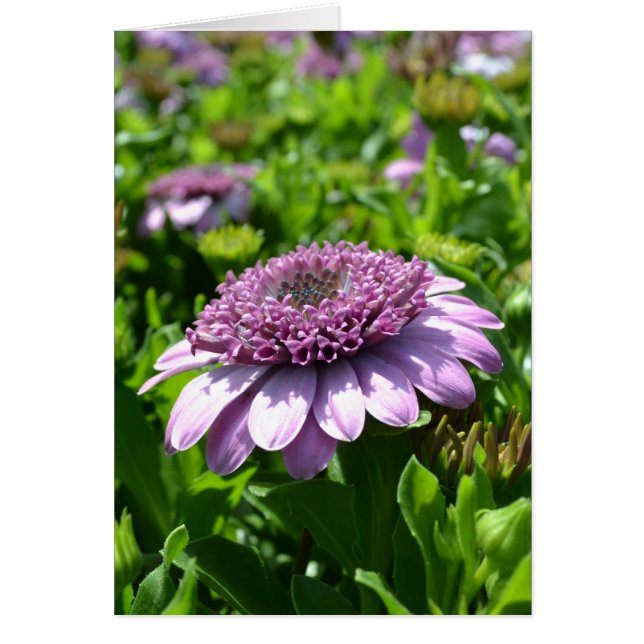 Cartão Flor Roxo (Frente)