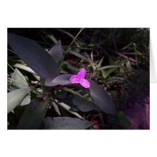 Cartão Flor Roxo na Sombra
