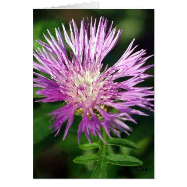 Cartão Flor Roxo, S Cyr (Frente)