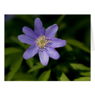 Cartão Flor selvagem