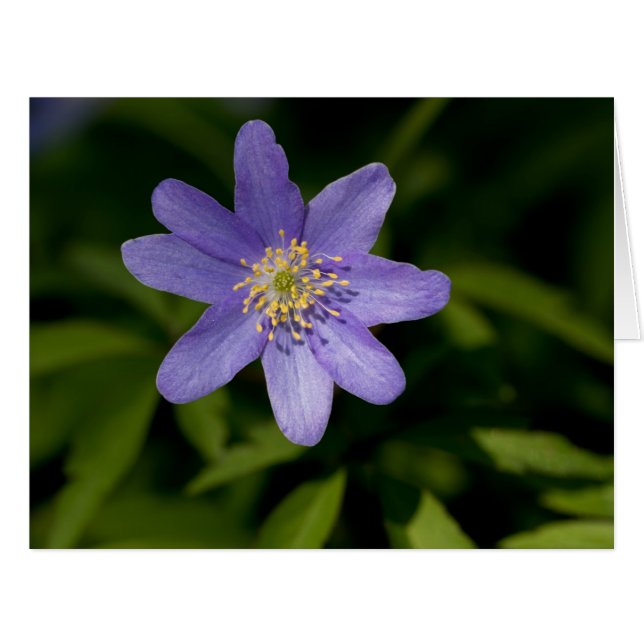 Cartão Flor selvagem (Frente horizontal)