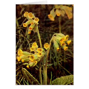 Cartão Flor selvagem: Cowslip