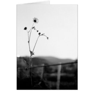 Cartão Flor Solo