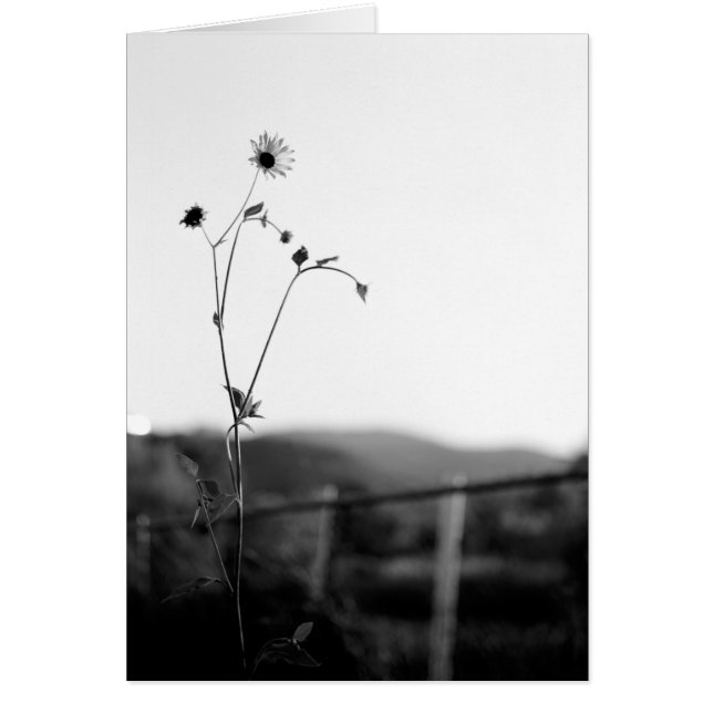 Cartão Flor Solo (Frente)