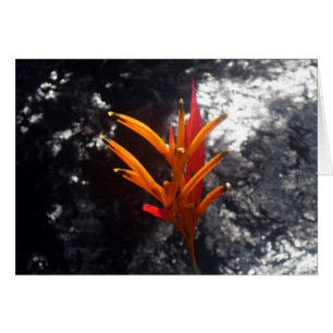 Cartão flor tropical