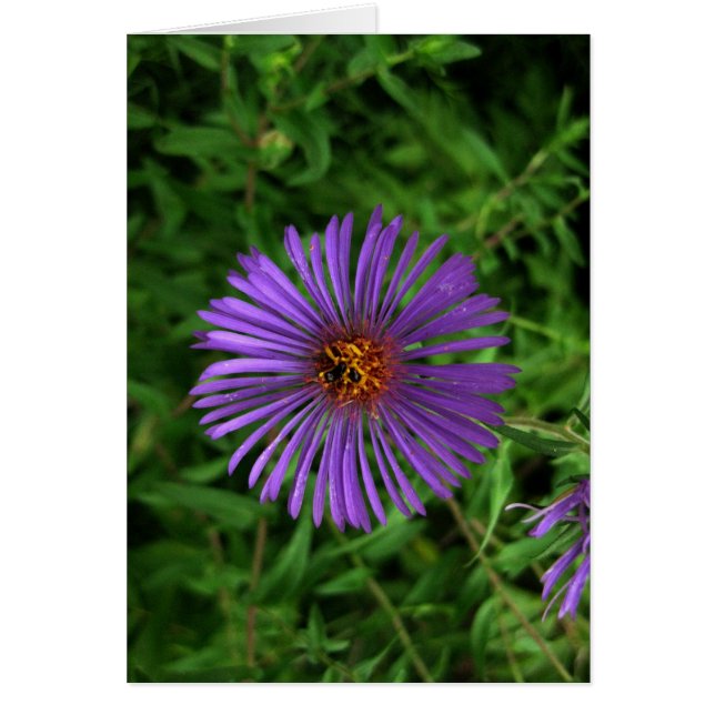 Cartão Flor vazio-Azul (Frente)