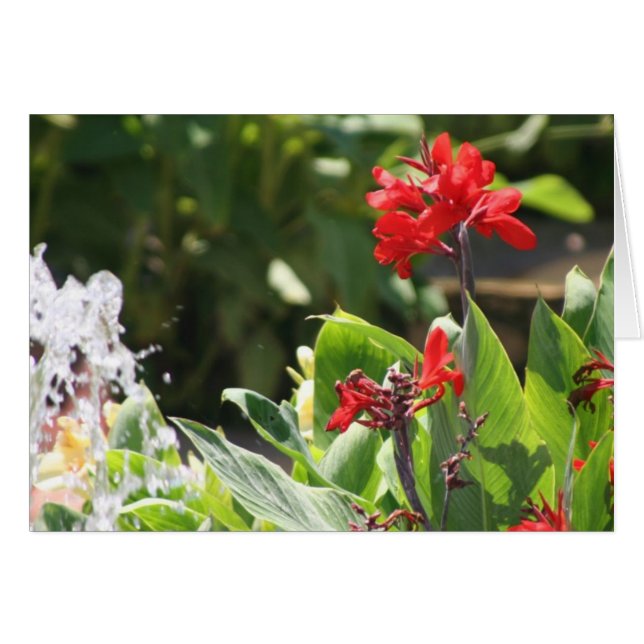 Cartão Flor vermelha alta (Frente Horizontal)