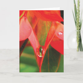Cartão Flor Vermelha Com Natureza Sensual Orvalho