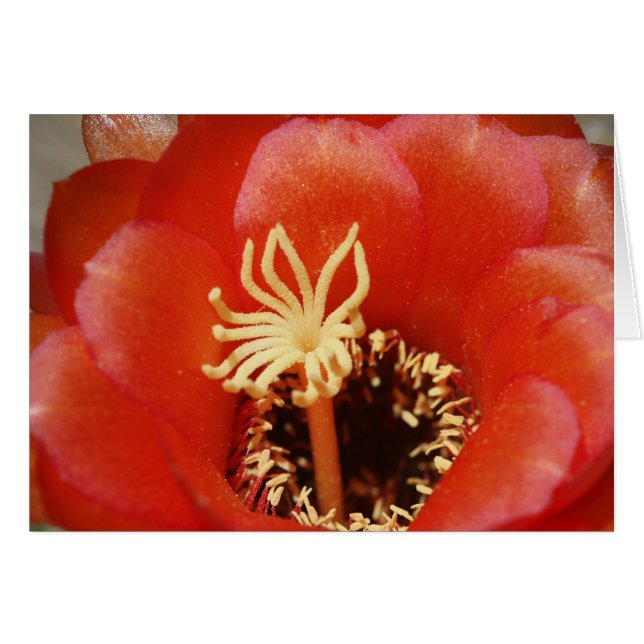 Cartão Flor vermelha do cacto (Frente Horizontal)