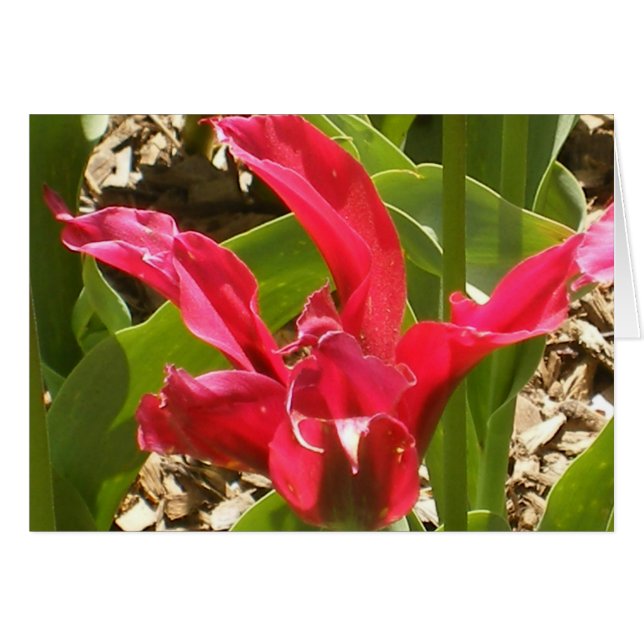 Cartão Flor vermelha - personalizada (Frente Horizontal)