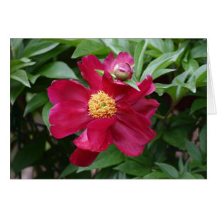 Cartão Flor Vermelho