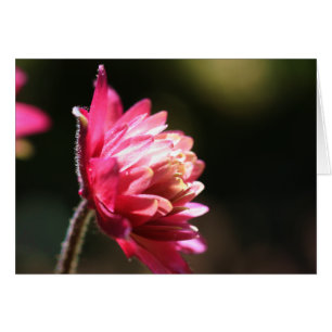 Cartão Flor Vermelho Em Placa Fotográfica De Flor Solar