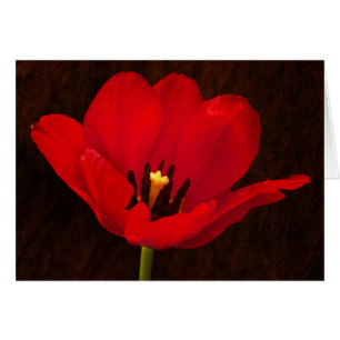 Cartão Flor Vermelho Tulipa Flor Colorida