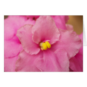 Cartão Flor violeta africana