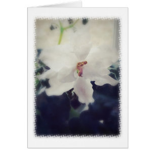 Cartão Flor violeta branca africana