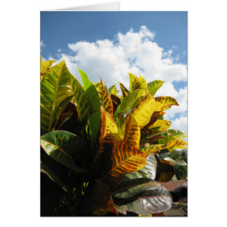 Cartão Flora de Rican da costela