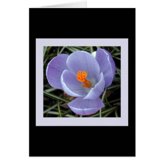 Cartão flora para o primavera #2